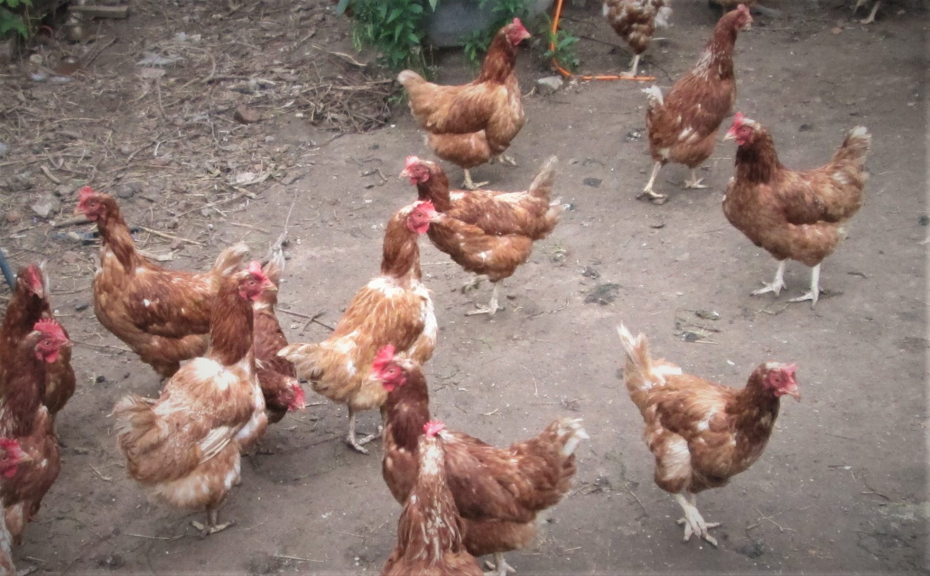 Костромичам напоминают об ответственности за своих куриц