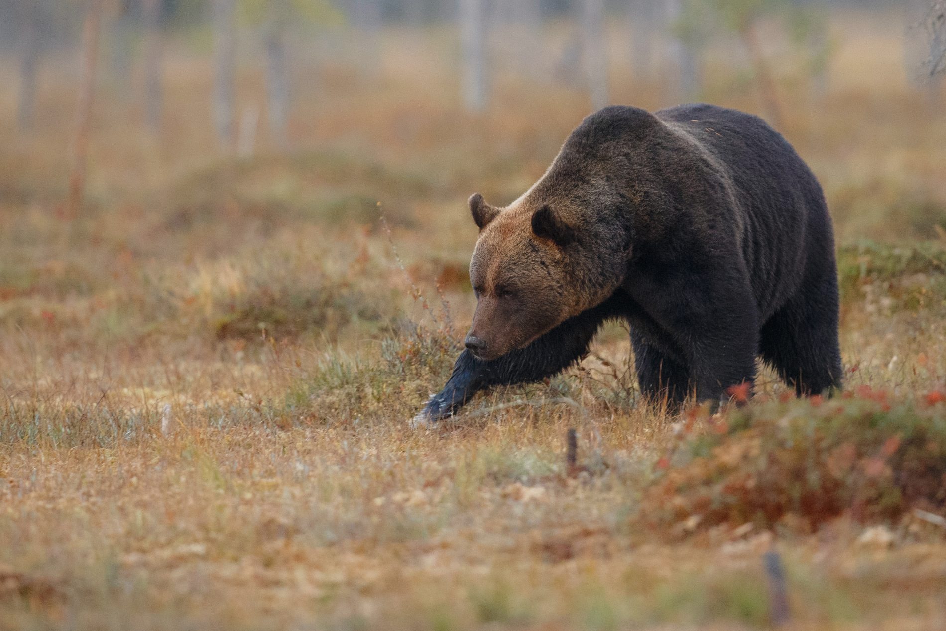 По костромской дороге гуляет медведь
