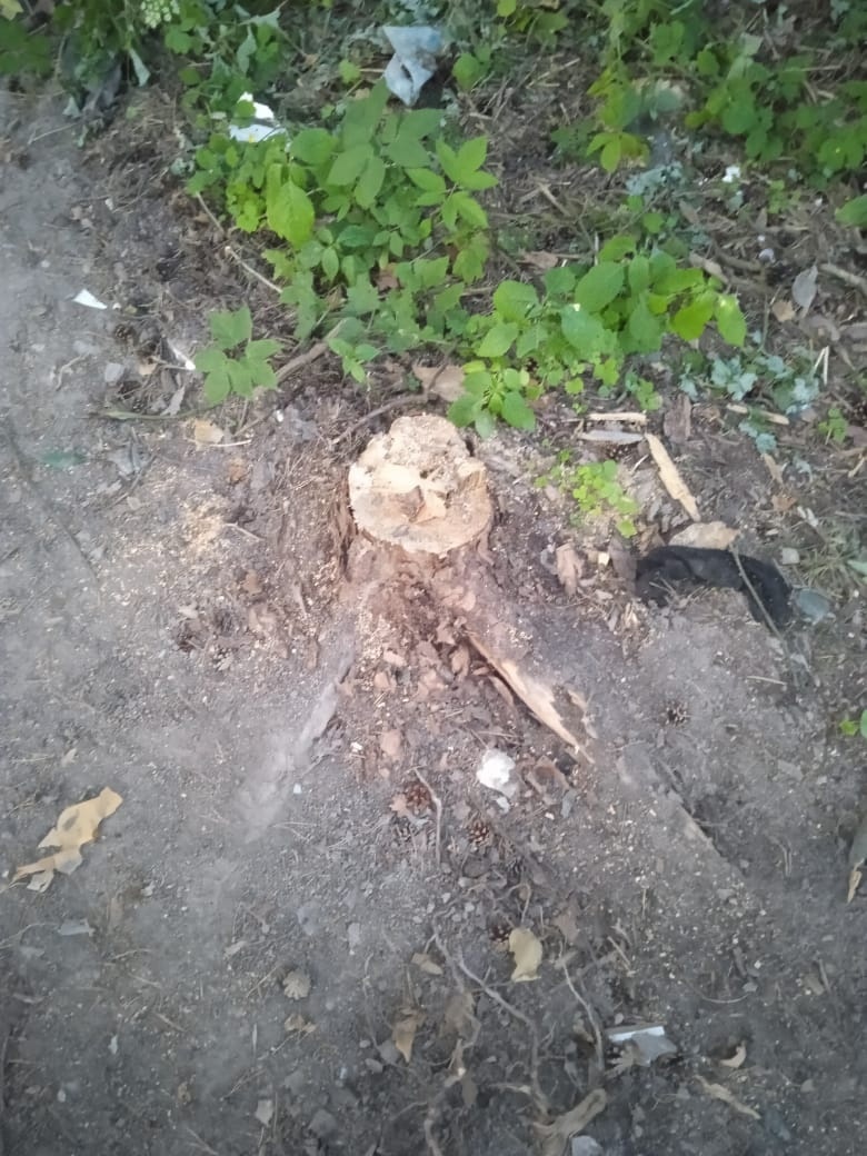 Мэрия Костромы проверит законность вырубки деревьев на улице Славянской