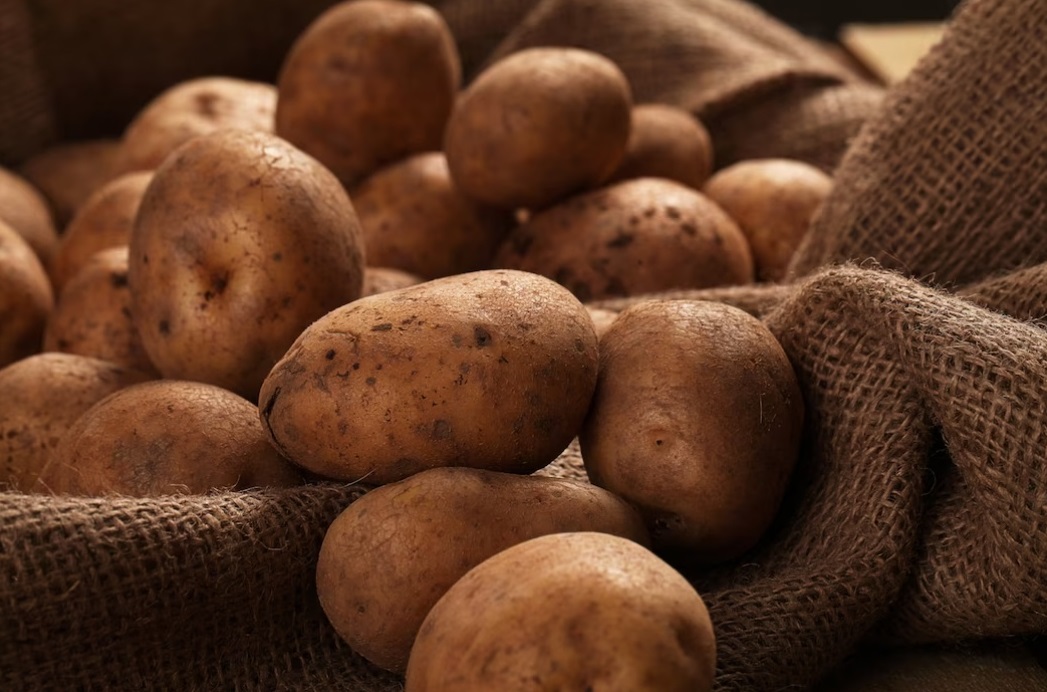В Костромскую область завезли подозрительную картошку