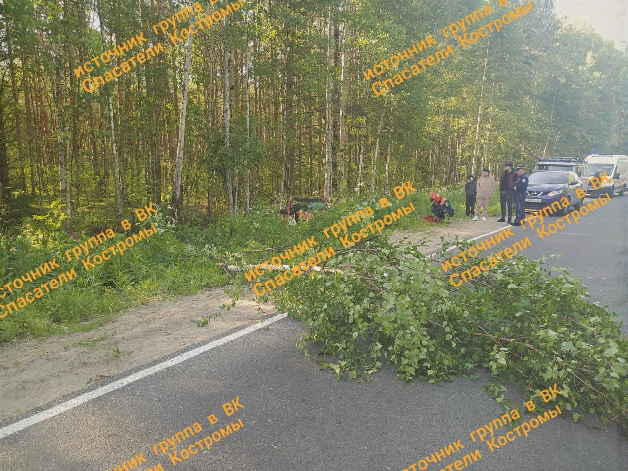 На костромской трассе водитель иномарки  врезался в дерево и убежал с места ДТП