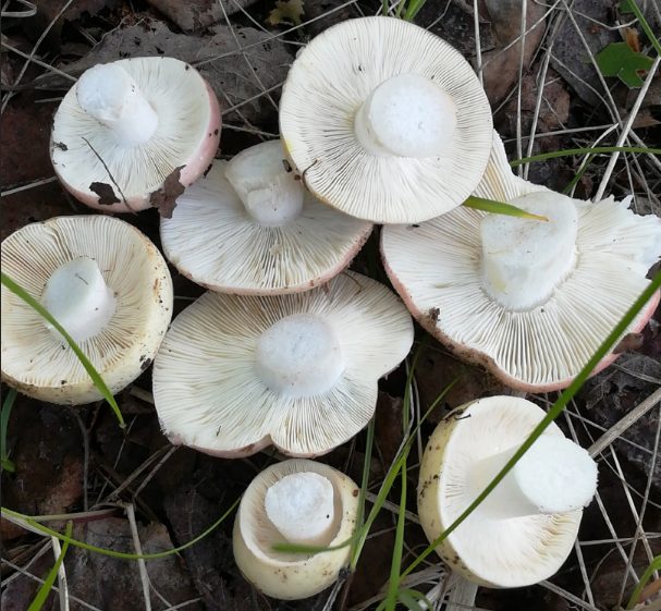 Вслед за серыми грибами в Костромской области начали активно расти опята