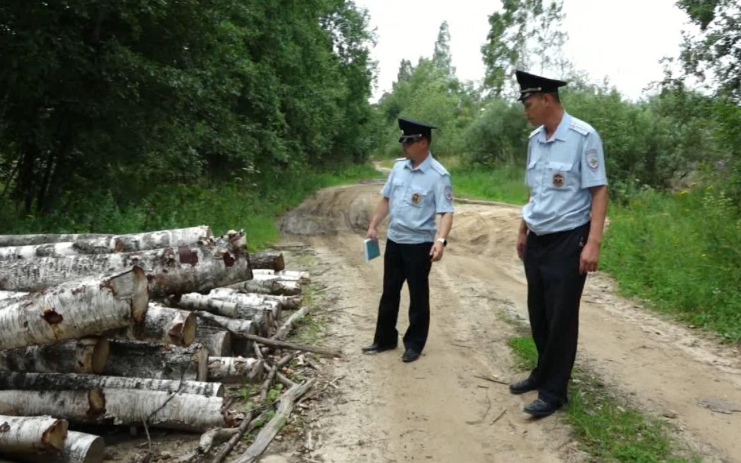Костромские полицейские объявили охоту на черных лесорубов
