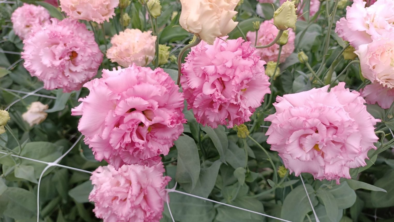 От тюльпанов до эустомы: где приобрести фермерские цветы в Костроме