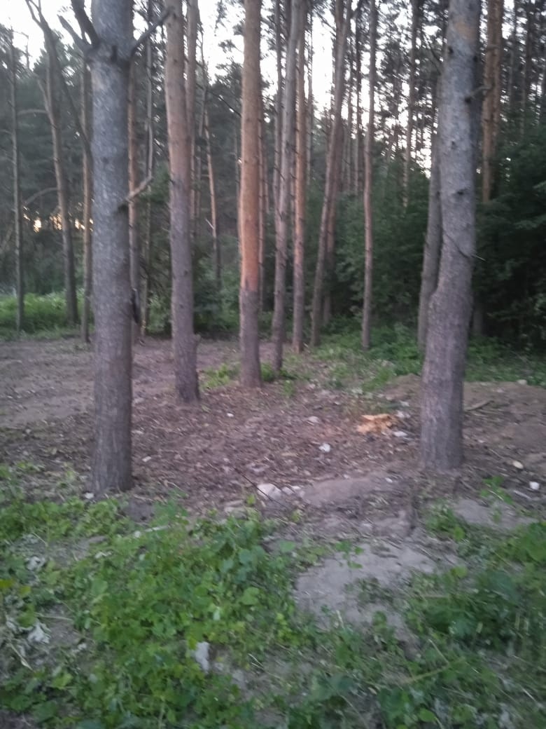 Мэрия Костромы проверит законность вырубки деревьев на улице Славянской