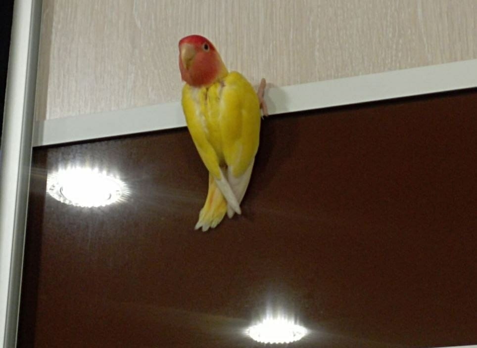 В квартиру костромичей залетела розовощёкая птица счастья из Африки |  K1NEWS Кострома
