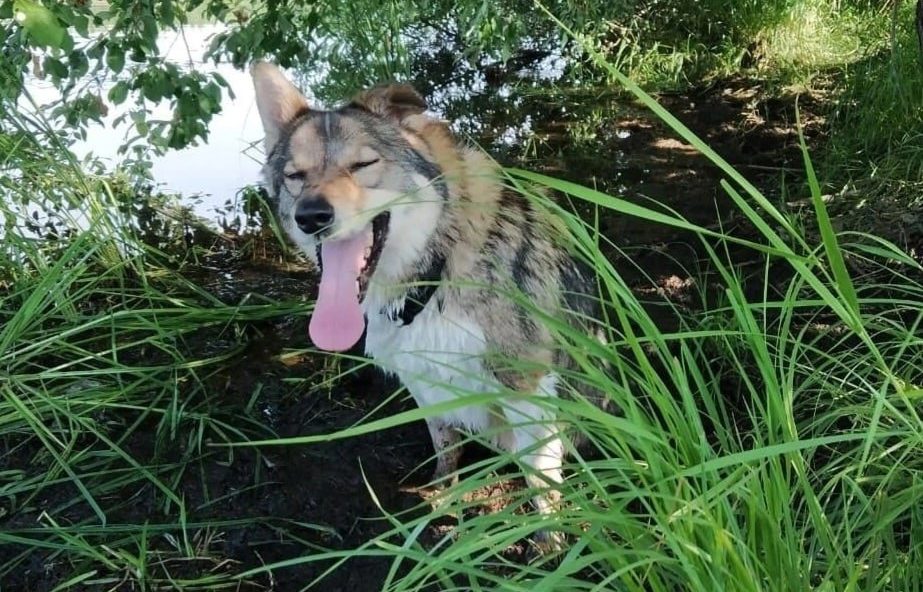 Особенная собака из Костромы ищет заботливую семью