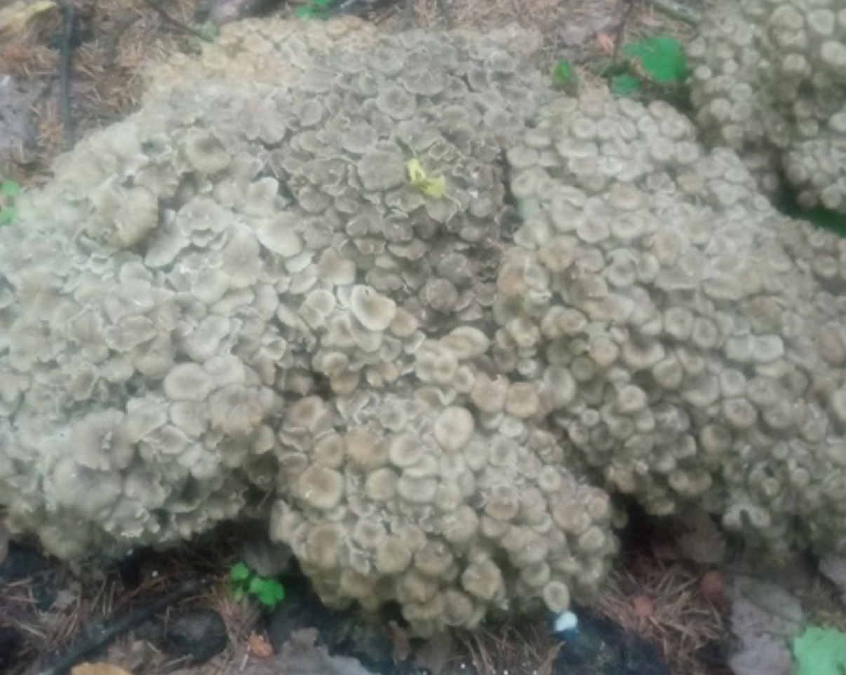 Краснокнижный чудо-гриб обнаружили в лесу под Костромой