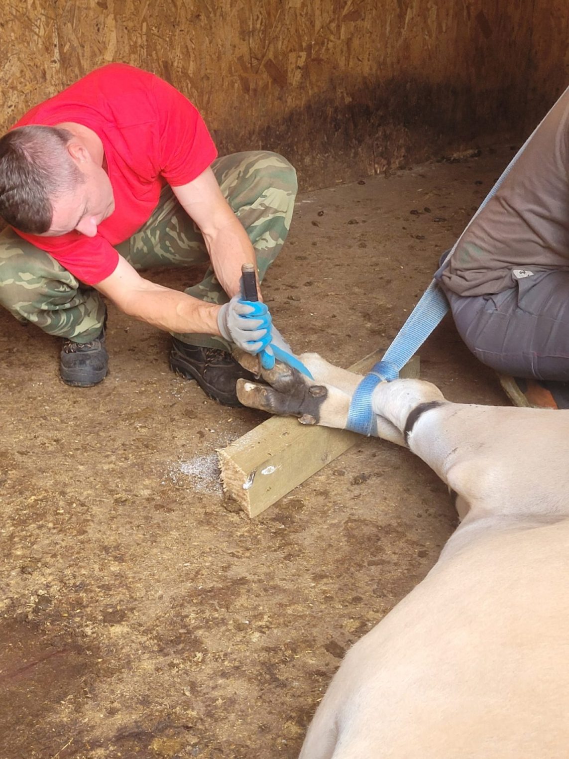 Антилопе из Костромы делают профессиональный педикюр