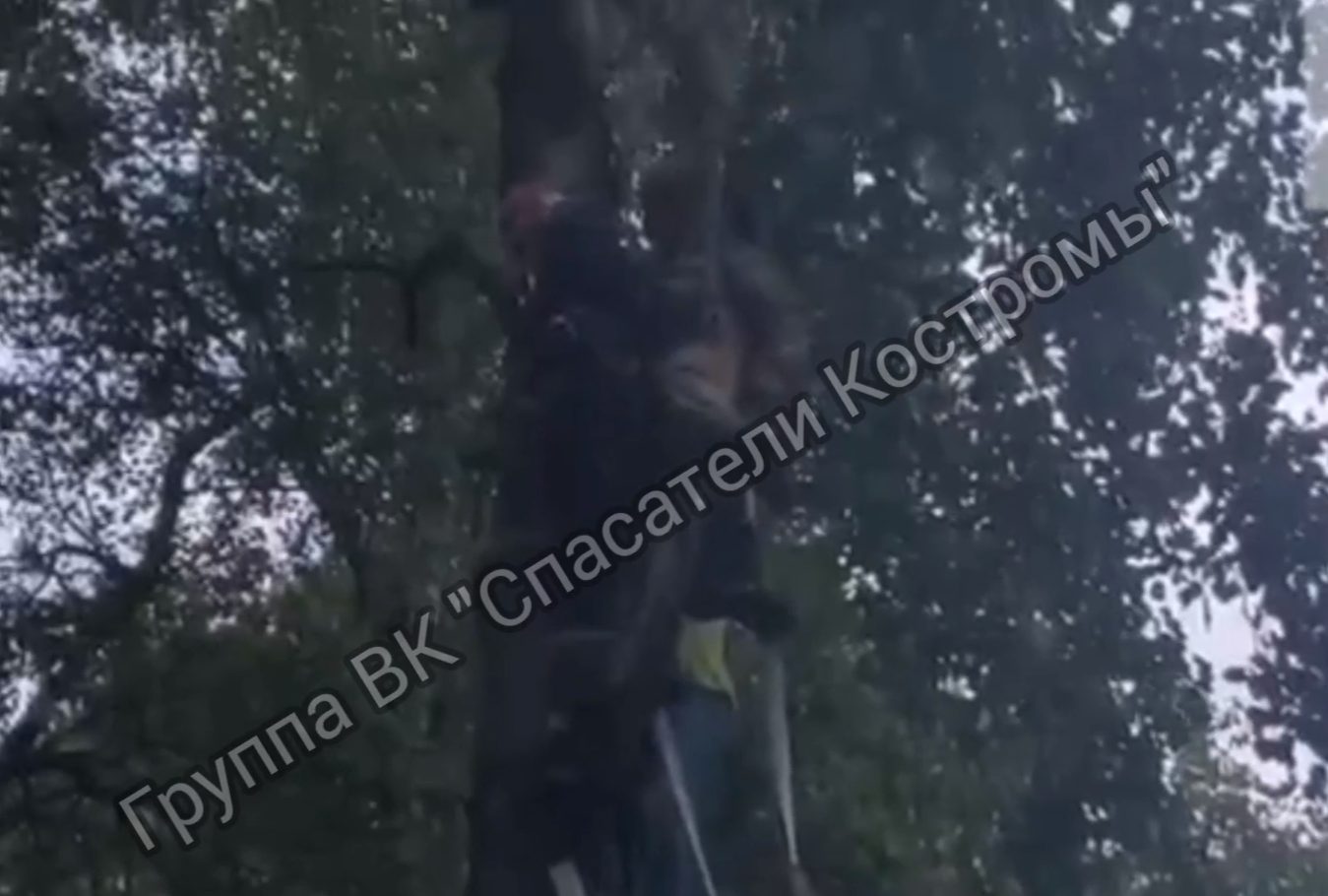 Унесенная ветром: спасатели нашли повисшую на дереве костромичку