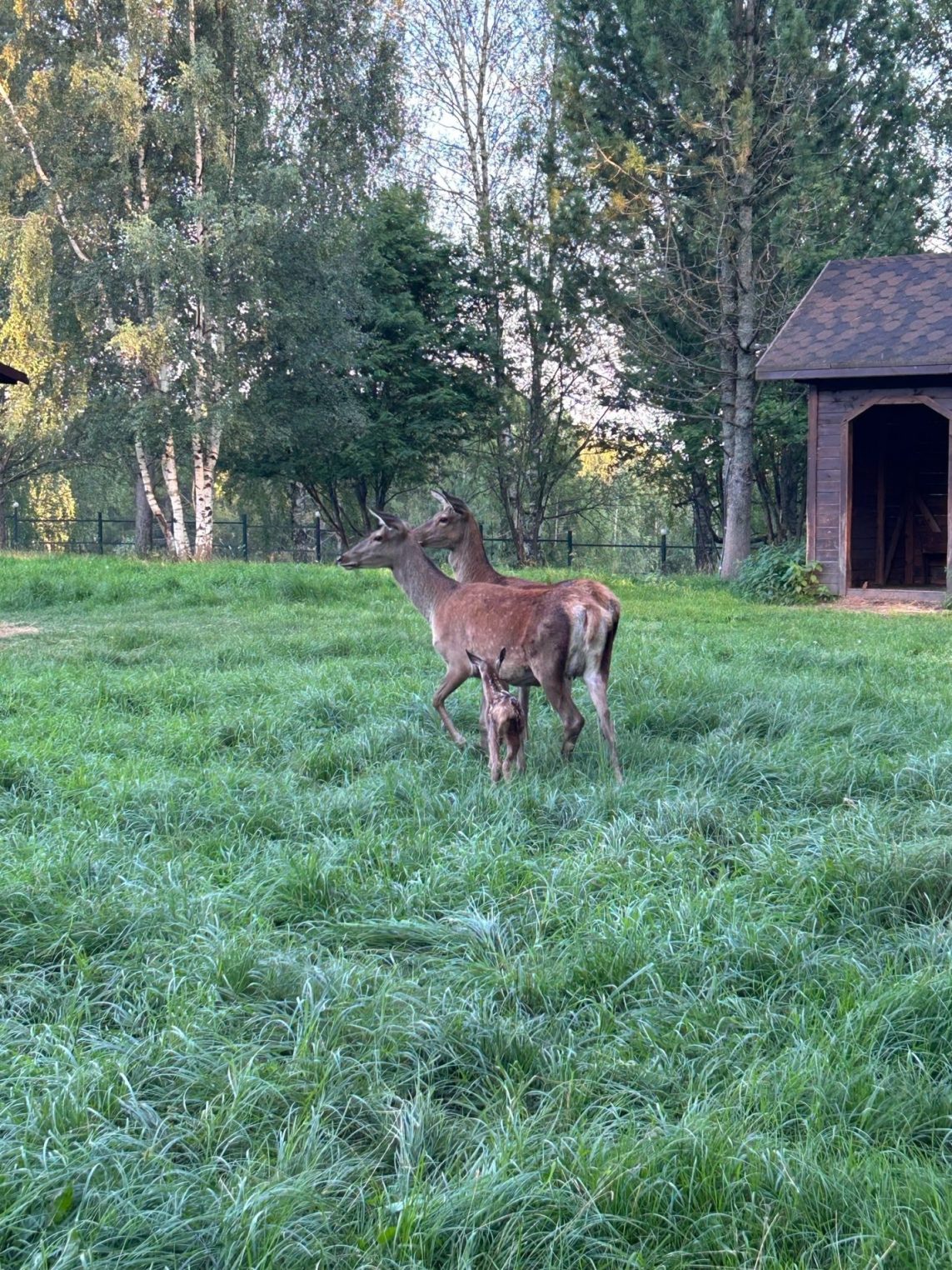 В мини-зоопарк под Костромой аист принес олененка