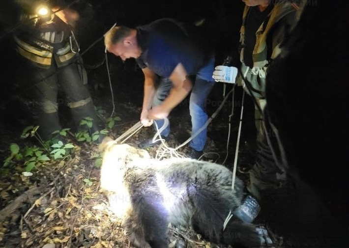 Пытавшегося полакомиться костромичами медведя вывезли в лес на машине полиции