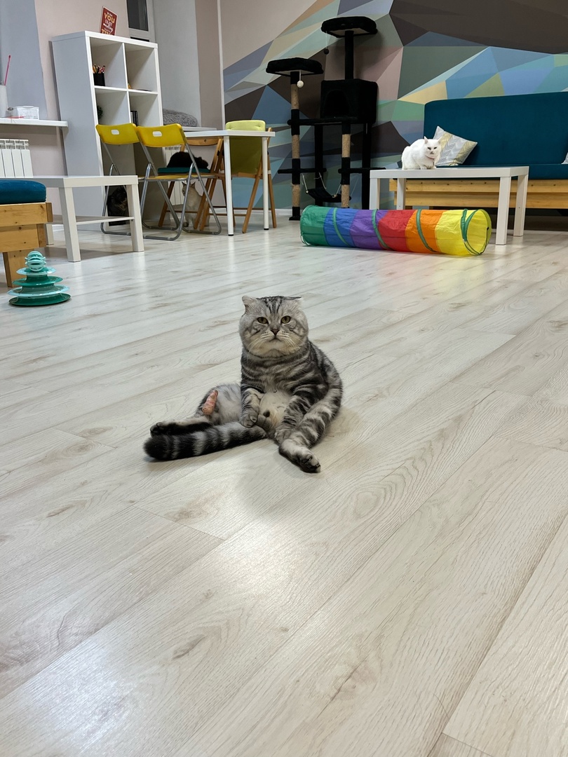 Нежные котики согреют костромичей своим теплом