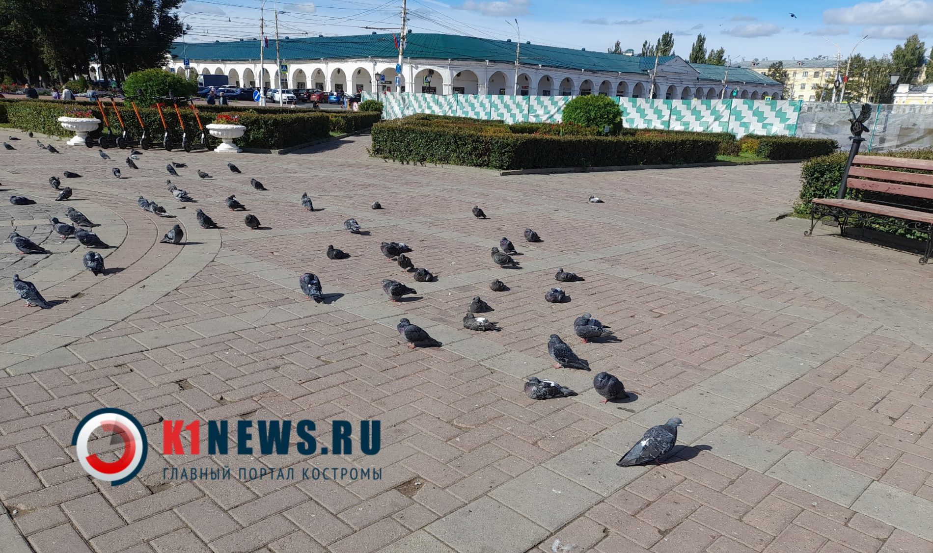 Голубей выселили из-за реконструкции Сусанинской площади в Костроме