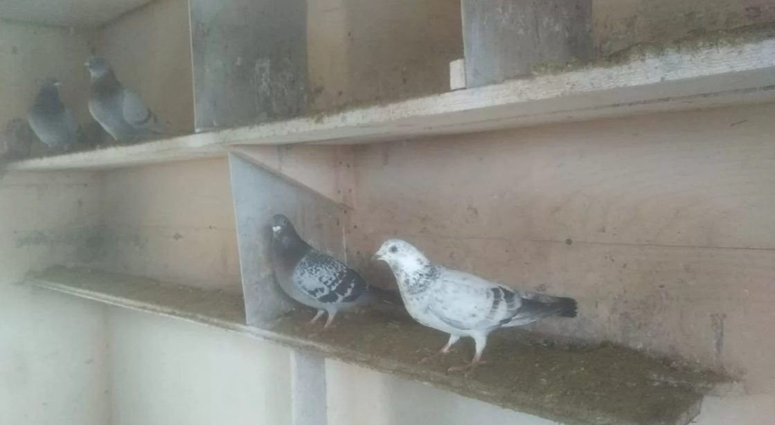 Почтовых голубей предлагают заиметь костромичам