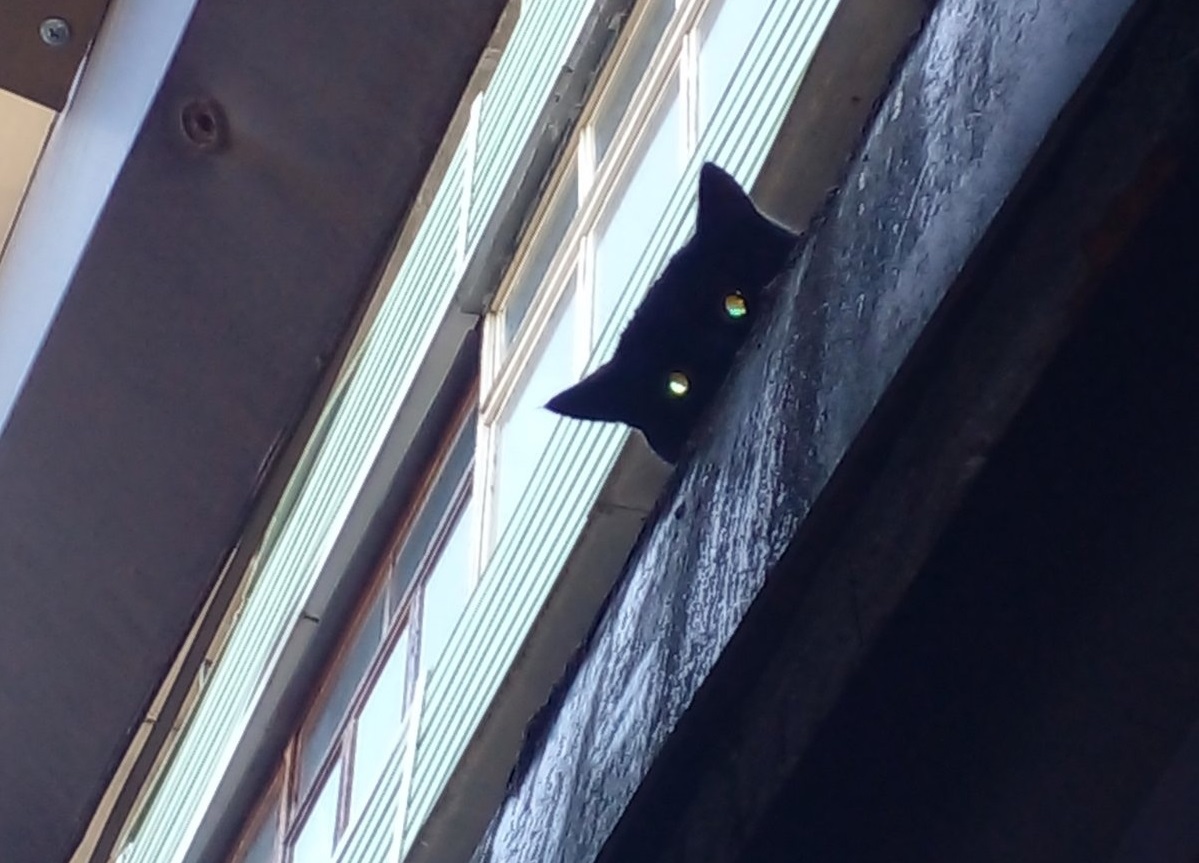 Операция по спасению роскошного чёрного кота прошла в Костроме