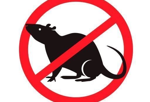 Всех крыс выгонят из Костромы в октябре