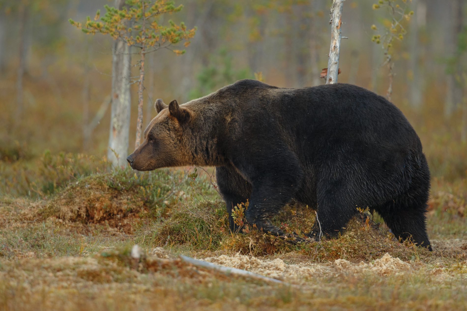 Усыплять и пересчитывать: в Костроме решают проблему с медведями