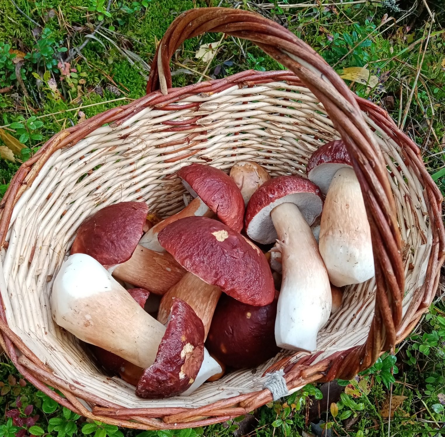 Найти Царь-гриб в костромских лесах помогает цыганская магия