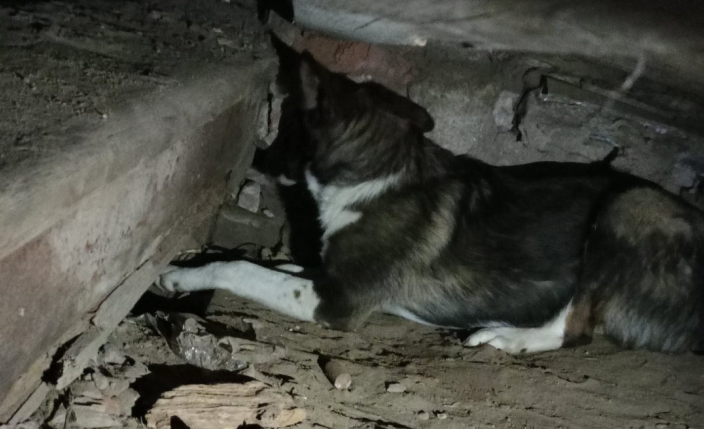 Волонтеры рассказали ужасающую историю о замурованных заживо собаках в Костроме