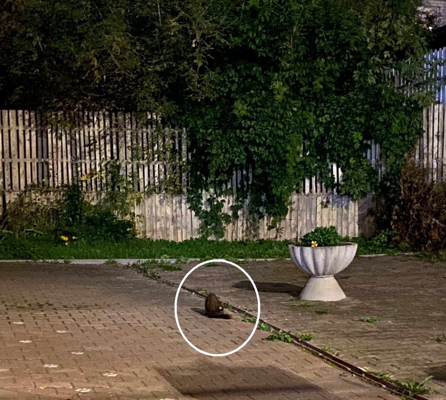 В центре Костромы жители напоролись на дикого зверя