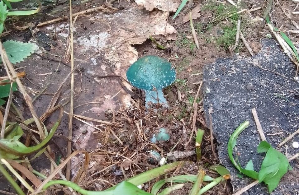 Странный синий гриб нашел костромич в лесу