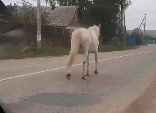Белый конь искал своего принца на улицах Костромы