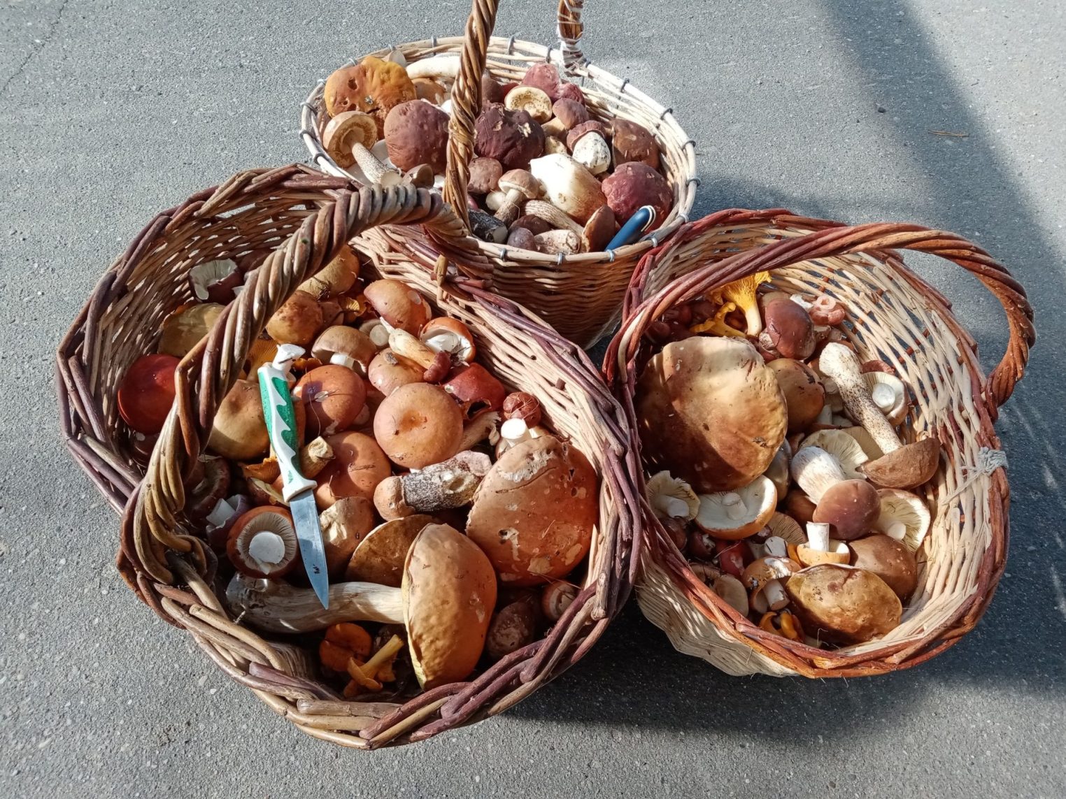 Найти Царь-гриб в костромских лесах помогает цыганская магия