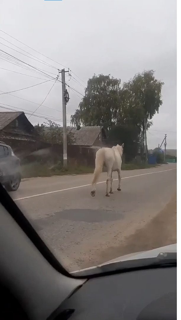 Белый конь искал своего принца на улицах Костромы