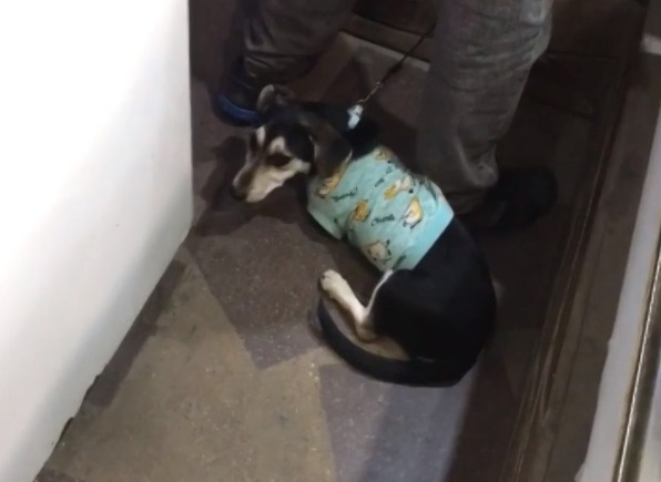 Издевательства костромича над собакой в магазине попали на видео
