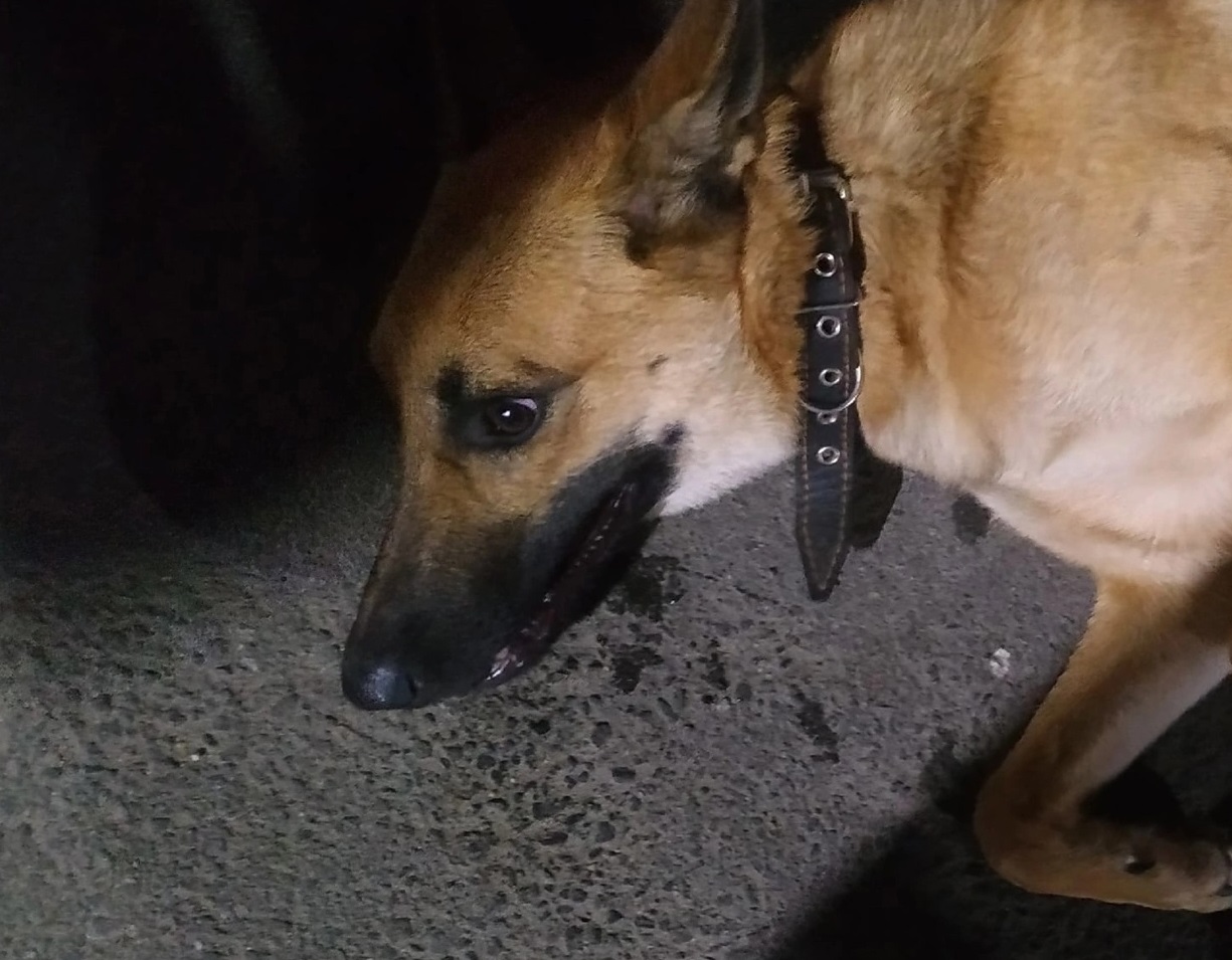 В Костроме неравнодушная девушка спасает попавшую под колёса собаку