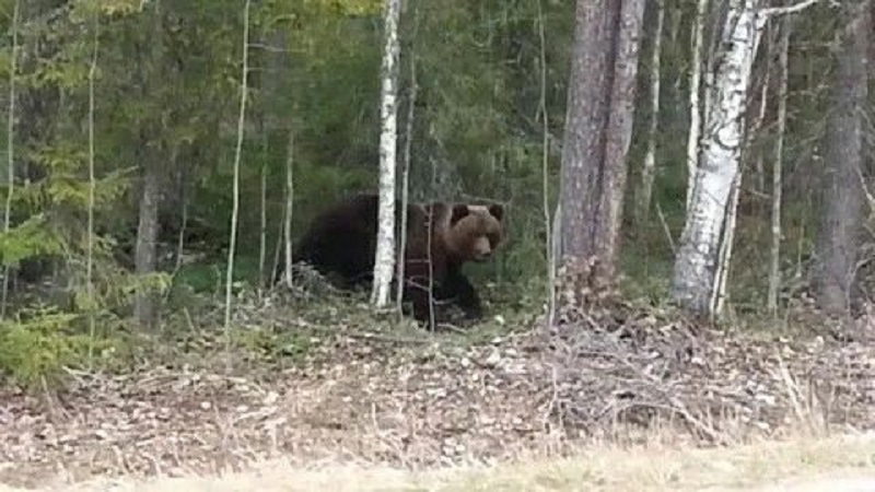 На оживлённой костромской трассе бродит крупный медведь