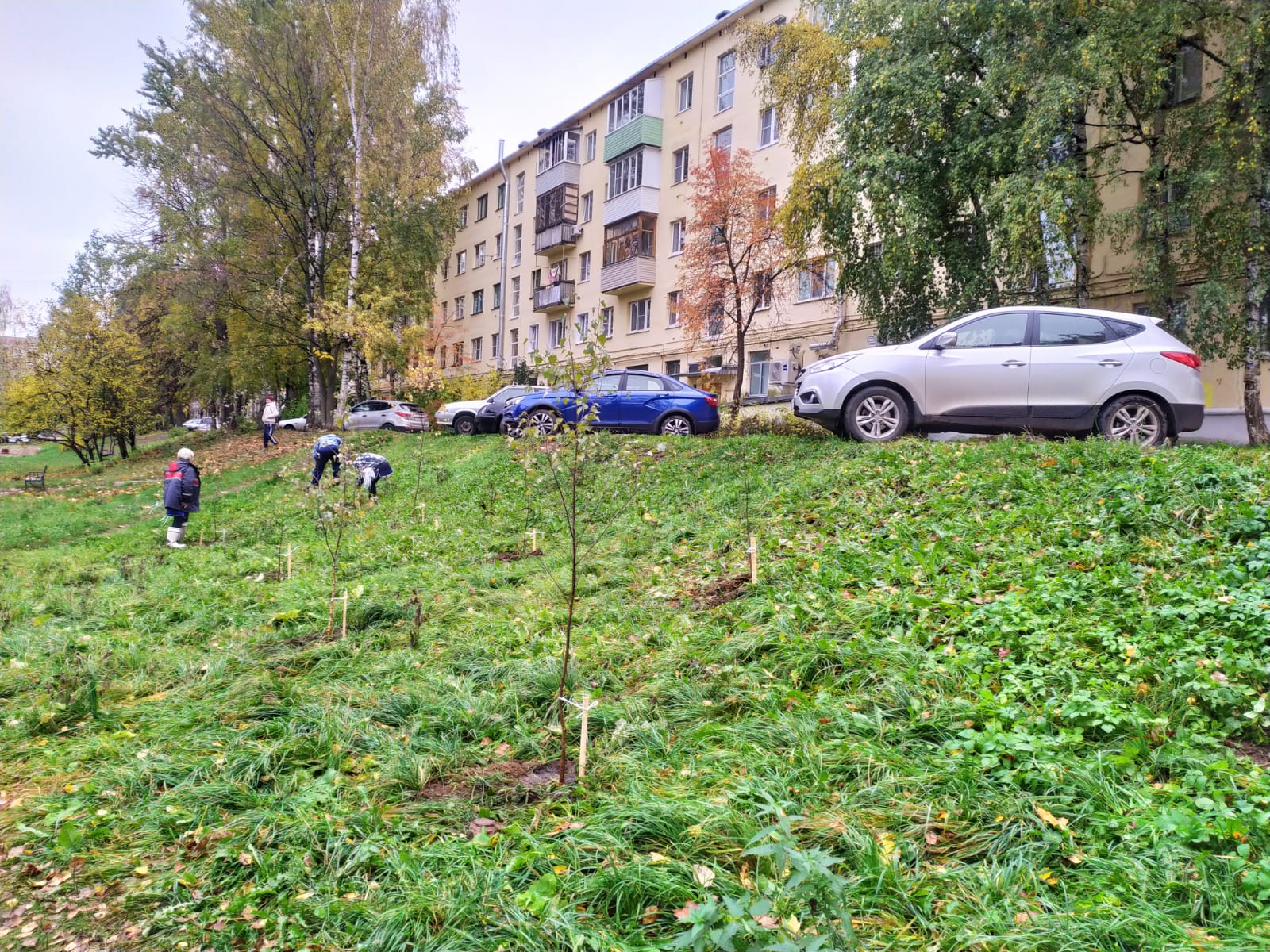 На улицах Костромы появились сотни молодых деревьев