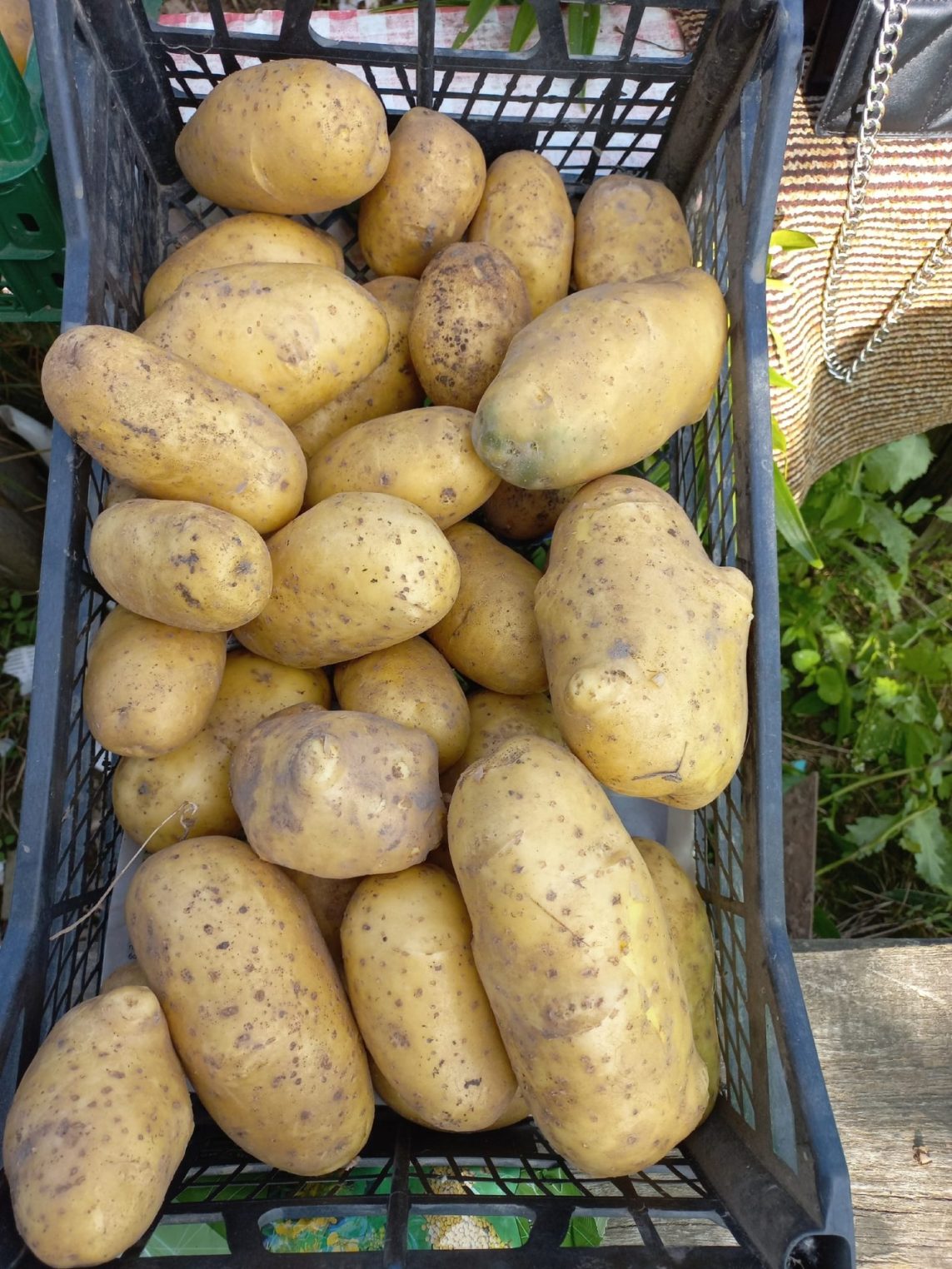 Картошка-переросток выросла у костромской пенсионерки