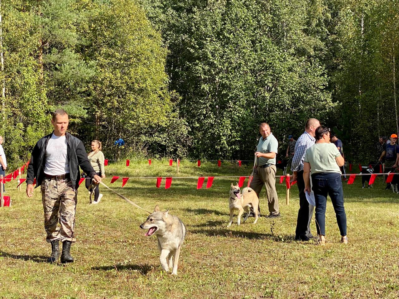 Самых красивых охотничьих собак выбрали в Костромской области