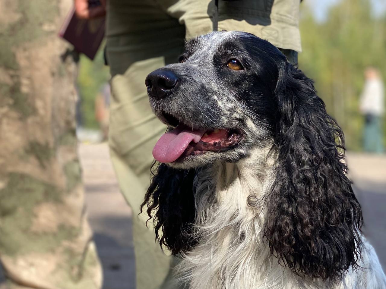 Самых красивых охотничьих собак выбрали в Костромской области