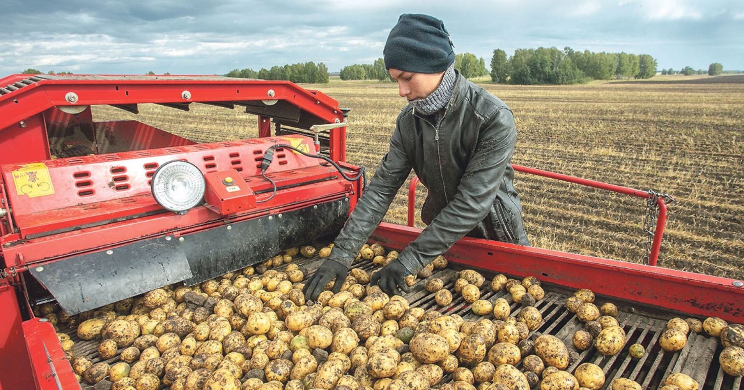 Студентов Костромской сельхозакадемии отправили на картошку