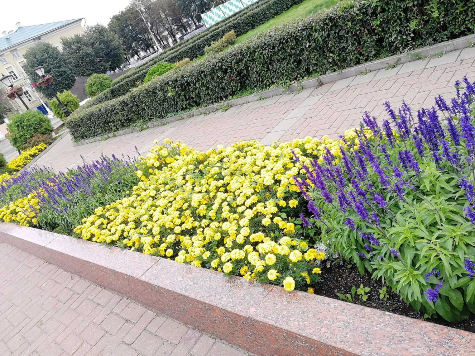 Костромичи восхищаются цветами в городе