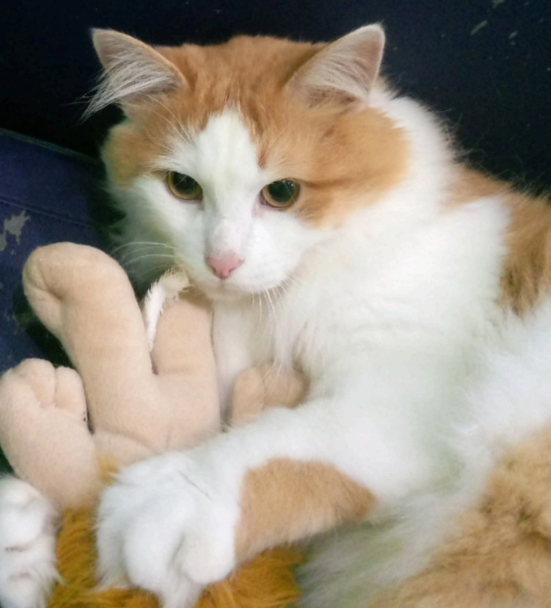 Котик с особенностью ищет доброго хозяина в Костромской области