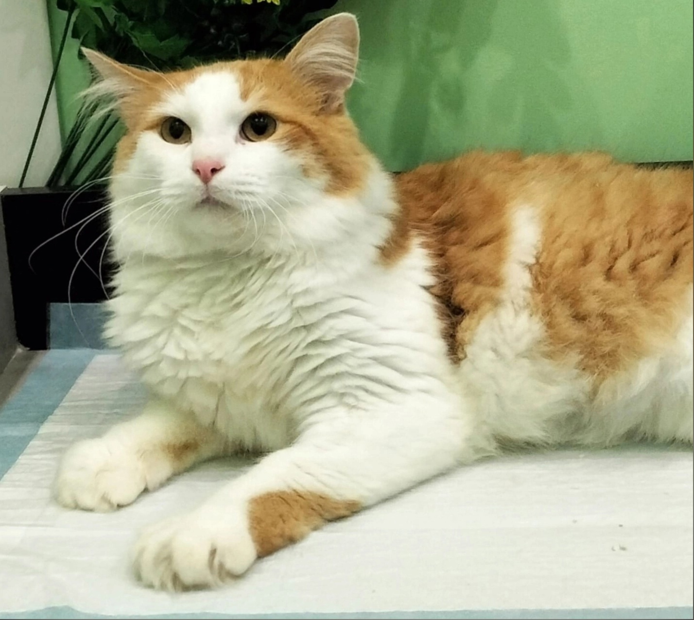 Котик с особенностью ищет доброго хозяина в Костромской области