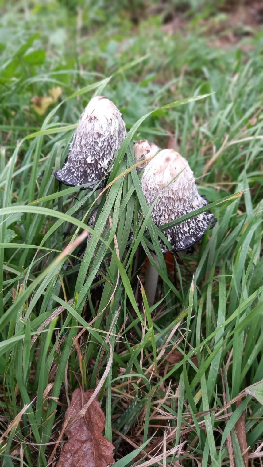 Подозрительные грибы пугают костромичей