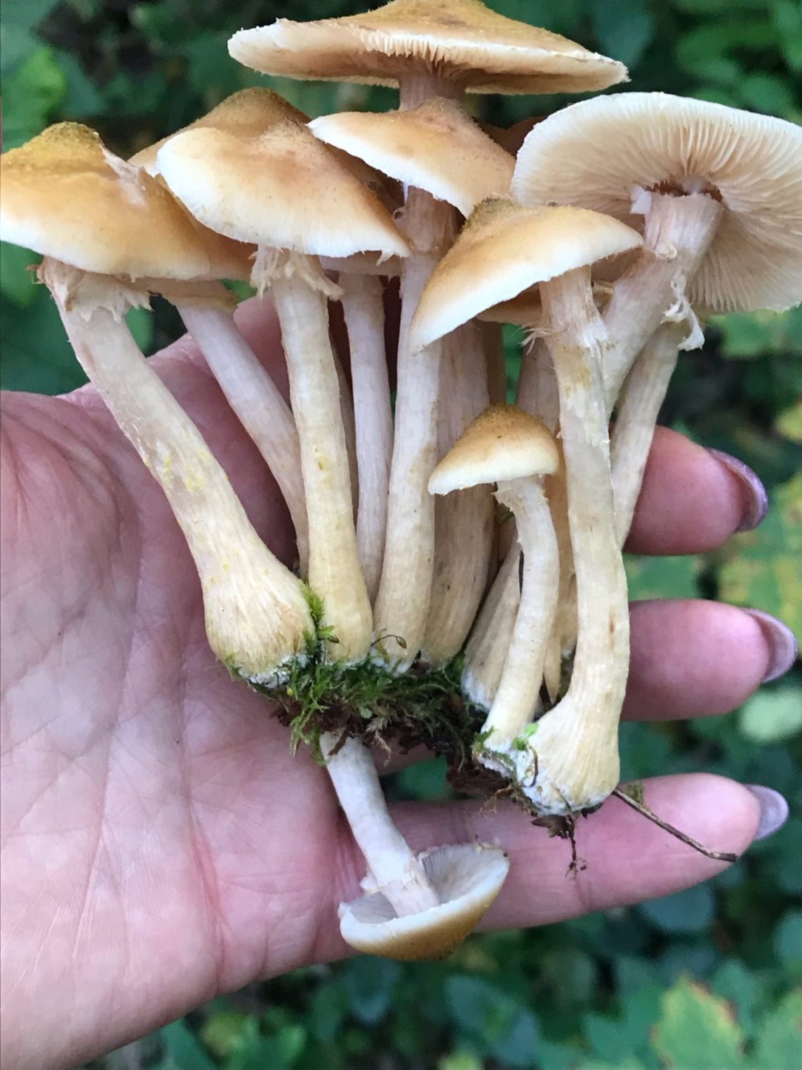 Подозрительные грибы пугают костромичей