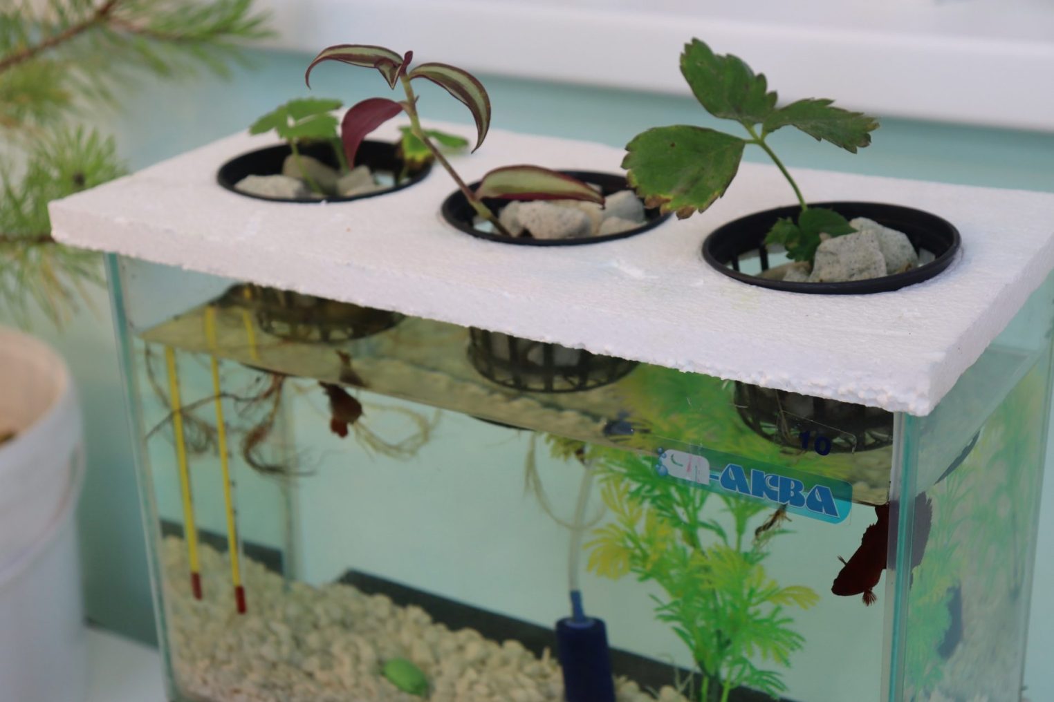 В костромском университете выращивают витамины на воде и минеральной вате