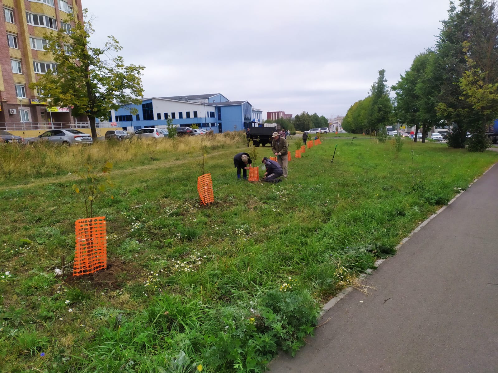 Кострому засадили: в городе завершили осеннюю посадку деревьев