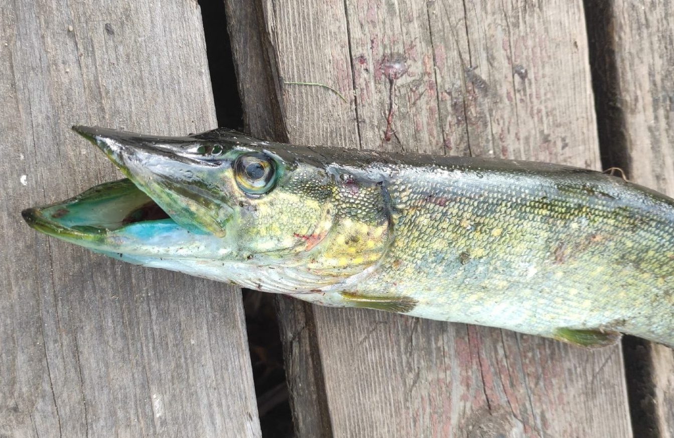 Странную рыбу с зеленым ртом обнаружили в Костромской области