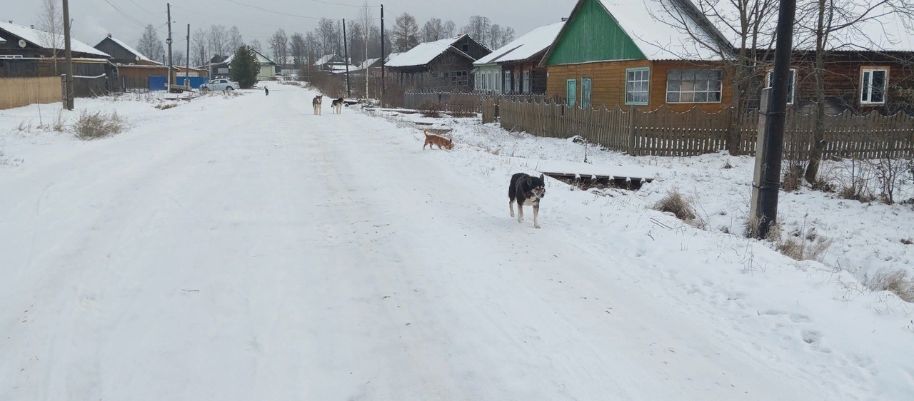 Стая кровожадных собак держит в страхе жителей села в Костромской области