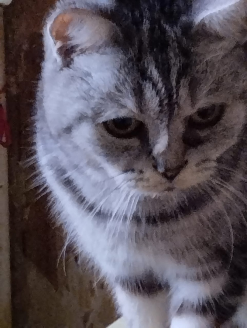 Хозяйку 20 кошек в Костроме обязали избавиться от всех своих питомцев