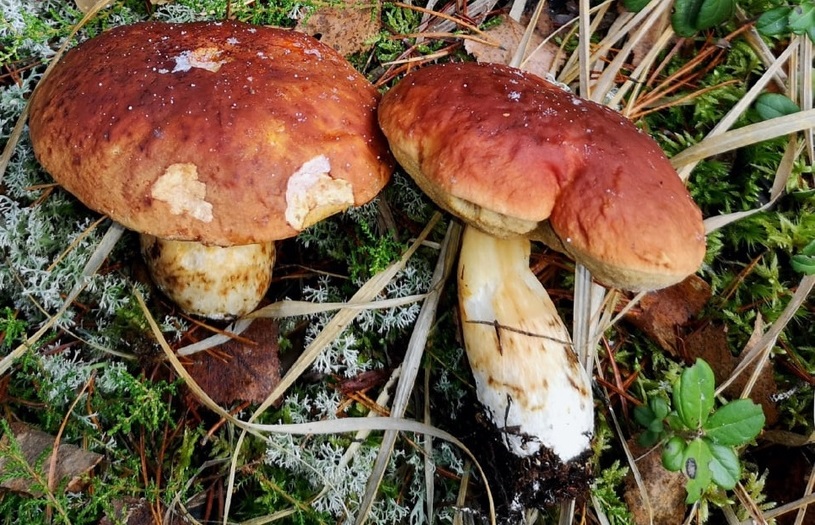 Бешеный ноябрь не унимается: костромичи все еще собирают грибы и клюкву