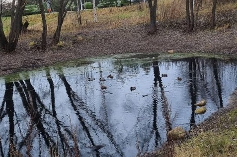Костромичей возмутило болото с утками возле парка Победы