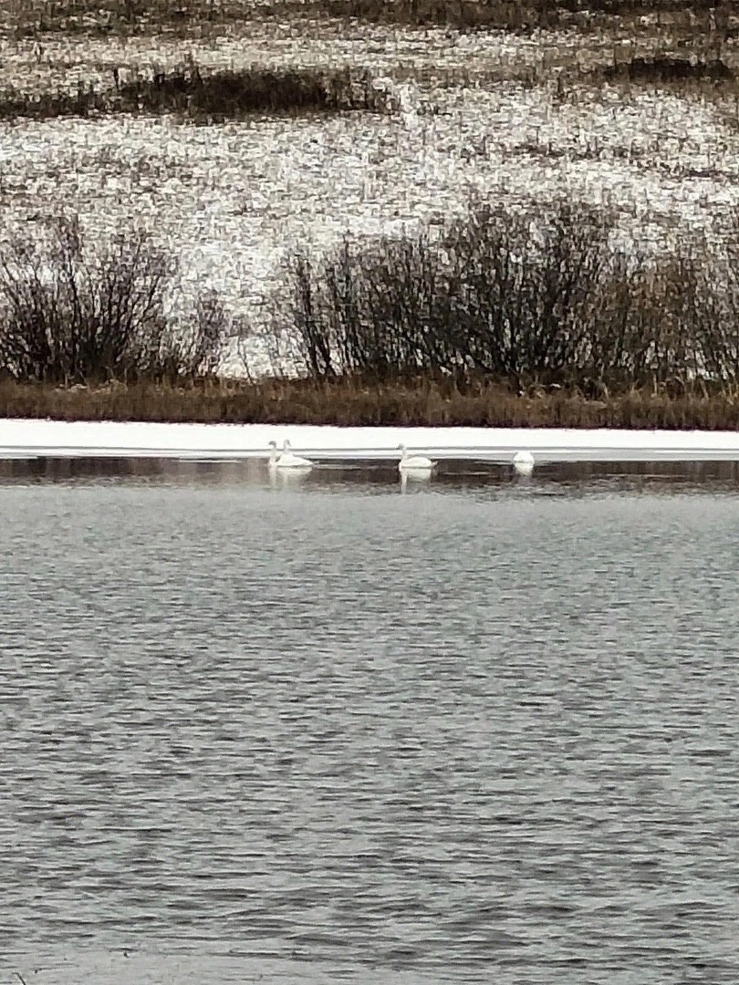 Костромичей тревожит судьба лебедей на Михайловском пруду
